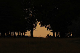 Thumbnail for 6660650