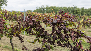 Thumbnail for 6765278