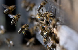 Thumbnail for 6773396