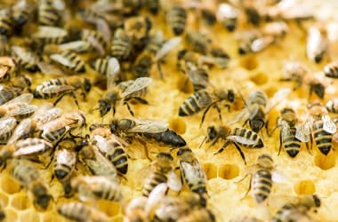 Thumbnail for 6775251