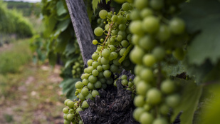 Thumbnail for 6779044