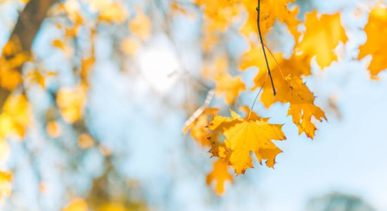 Thumbnail for 6779708