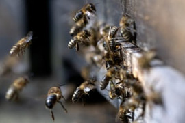 Thumbnail for 6780341