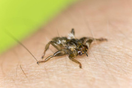 Thumbnail for 6781836