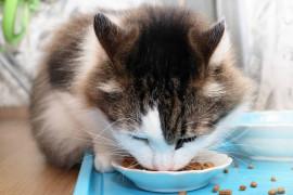 Thumbnail for 6782325