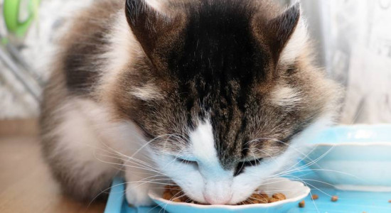 Thumbnail for 6782325