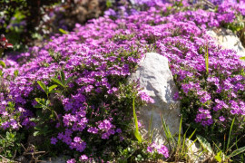 Thumbnail for 6783123