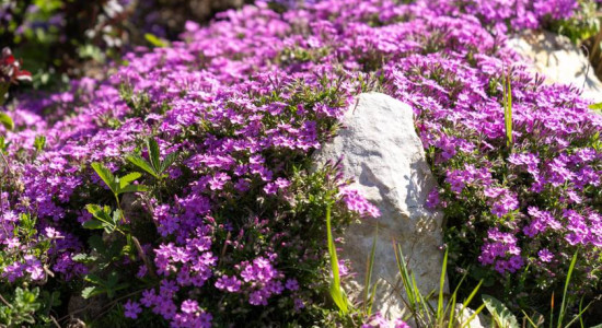 Thumbnail for 6783123