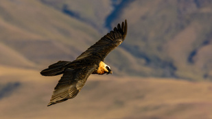 Thumbnail for 6784872