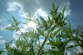 Thumbnail for 6792726