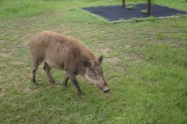 Thumbnail for 6795744