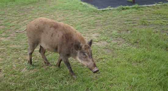 Thumbnail for 6795744