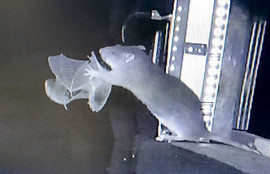 Thumbnail for 6797618