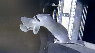 Thumbnail for 6797618