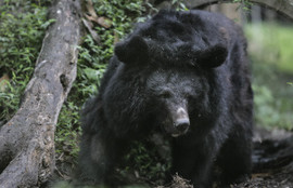 Thumbnail for 6798219