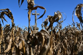 Thumbnail for 6799249