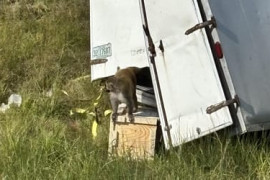 Thumbnail for 6799526