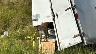 Thumbnail for 6799781