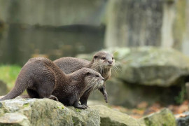 Thumbnail for 6799928