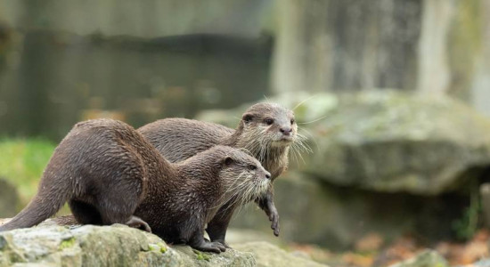 Thumbnail for 6799928