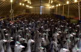 Thumbnail for 6800238