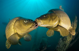 Thumbnail for 6804504