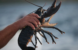 Thumbnail for 6805336