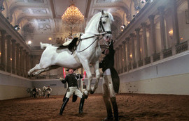 Thumbnail for 6805542