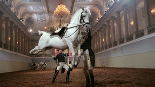 Thumbnail for 6805542