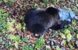 Thumbnail for 6807121