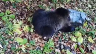 Thumbnail for 6807121