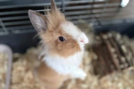 Thumbnail for 6807945