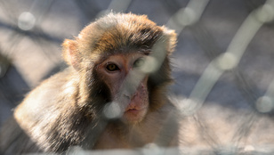 Thumbnail for 6808319