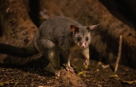 Thumbnail for 6808429