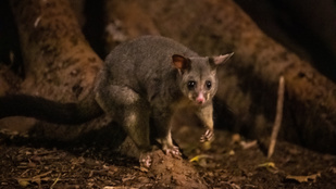 Thumbnail for 6808429