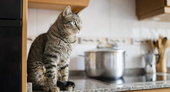 Thumbnail for 6808445