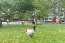 Thumbnail for 6809155