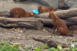 Thumbnail for 6809281