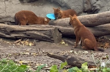 Thumbnail for 6809281