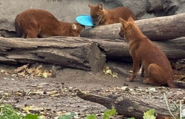 Thumbnail for 6809853