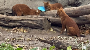 Thumbnail for 6809853