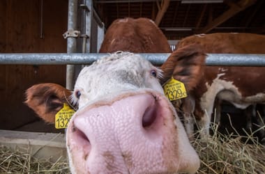 Thumbnail for 6809963