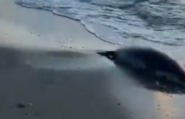 Thumbnail for 6810077