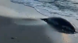 Thumbnail for 6810077