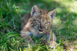 Thumbnail for 6811206