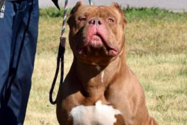 Thumbnail for 6811341