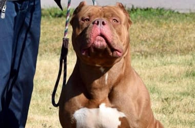 Thumbnail for 6811341