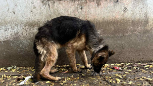 Thumbnail for 6812457