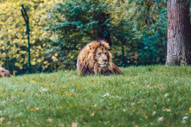 Thumbnail for 6812789