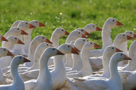 Thumbnail for 6814425